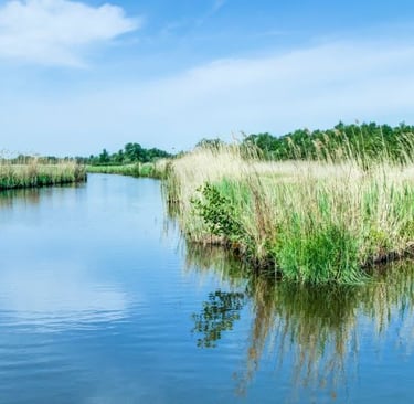giethoorn canals - a river with a few trees and grass