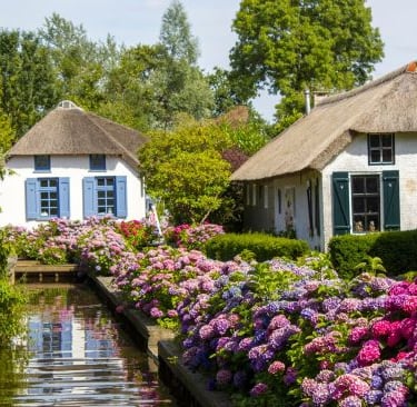 Traditional Dutch thatched cottages in Giethoorn surrounded by blooming pink and purple hydrangeas.
