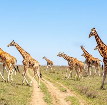 a herd of giraffes walking across a dirt road