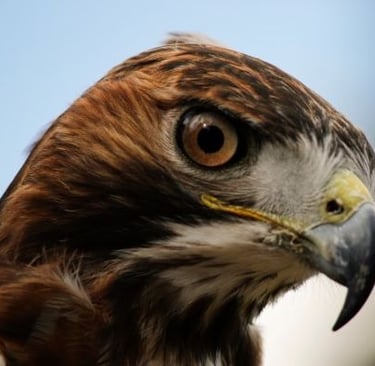 close up of a hawk bird