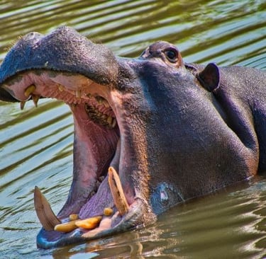 a hippo in the water with his mouth wide open