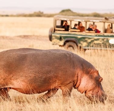 a hippo watched by tourists