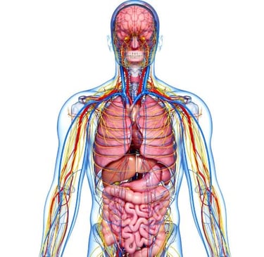 a human body with a transparent transparent body of a human body