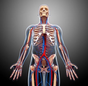 a human body with a skeleton and a skeleton