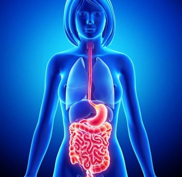 a woman's digest organs and digest organs
