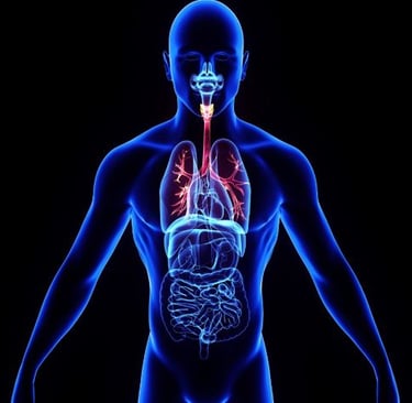 3D medical illustration of the human respiratory and digestive systems inside a male silhouette.