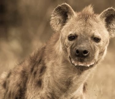 A close-up portrait of a spotted hyena in the wild with a sepia tone filter applied.