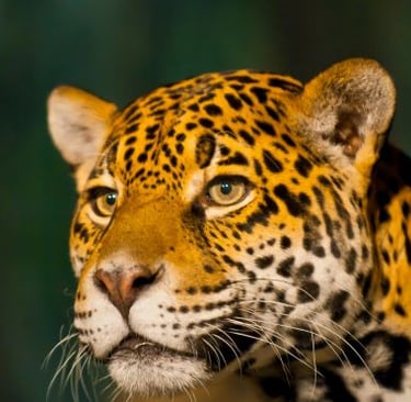 a jaguar jaguar panther panthercat