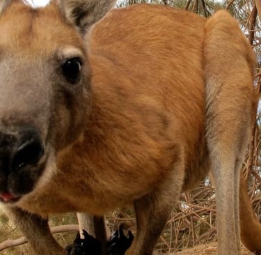 Close-up of a wild Australian red kangaroo in the outback showing its face and fur.