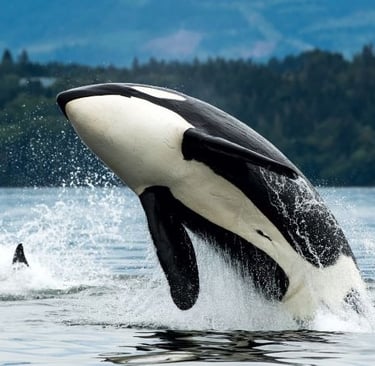 killer whale jumping out of water