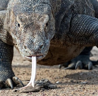 A close-up of a Komodo dragon flicking its forked tongue on the ground in its natural habitat.