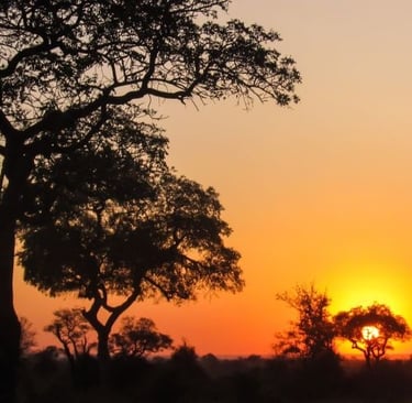 Silhouetted acacia trees against a vibrant orange and yellow sunset on the African savanna safari.