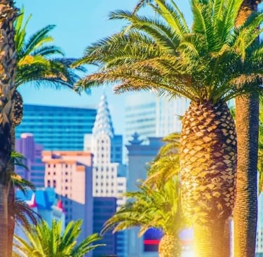 palm trees in the foreground of a city