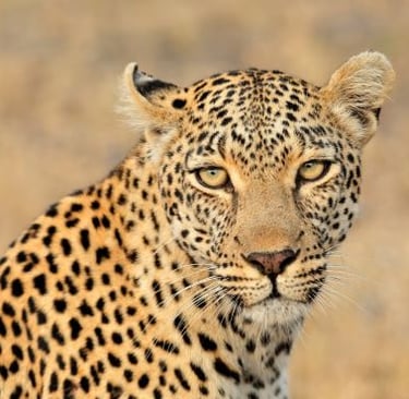 a leopard in the wild, with a leopard in the background