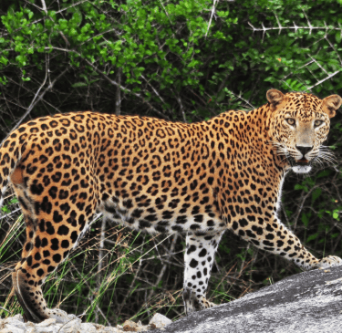 a leopard standing on a rock in the woods