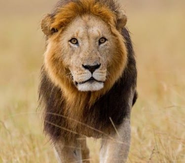 a lion in the wild, with a lion in the background