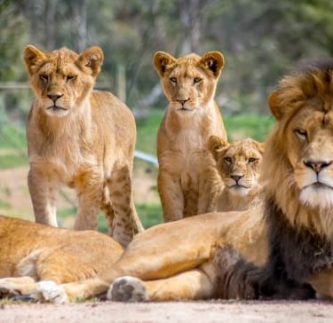 a group of lions resting on the ground