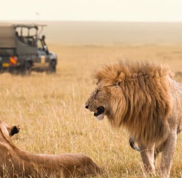 a lioness is standing in the grass
