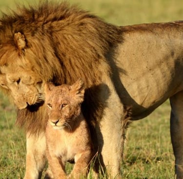 lion