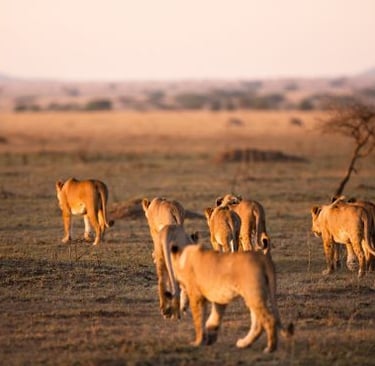a group of lions walking through a field