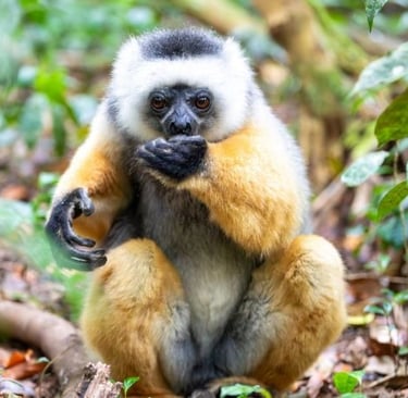a monkey sitting on the ground with its hands on his chin