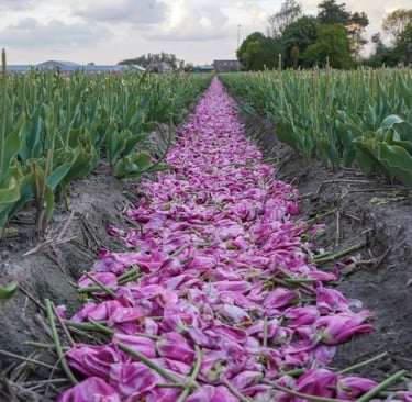 a field of tulips and tulips of tulips
