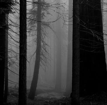 a forest scene at night