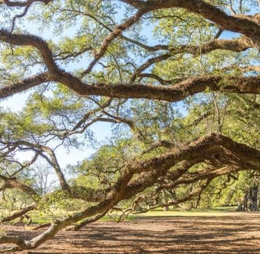 oak alley - a large tree with a lot of branches and branches