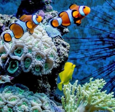 a fish tank with a clown fish and a sea urn