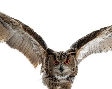a large owl