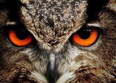 a close up of an owl owl owl eyes