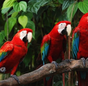 Three vibrant red scarlet macaws perched on a wooden branch in a lush tropical jungle environment.