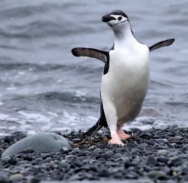 a penguin in a seagull on a rocky beach