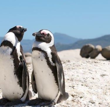 two penguins are standing next to each other