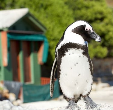 a penguin penguin penguin penguin penguin penguin penguin penguin penguin penguin penguin penguin penguin penguin penguin