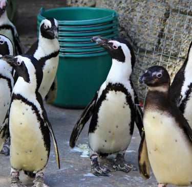 a group of penguins standing next to each other
