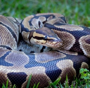 a python in the grass 
