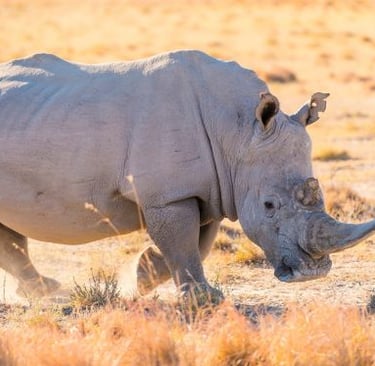 a rhino