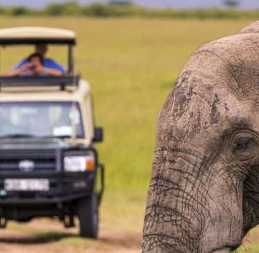 a elephant standing in front of a jeep