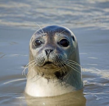 seal swimming in the sea