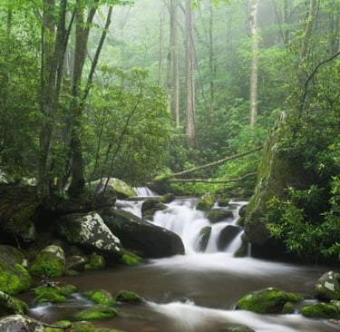 a stream running through a forest in the mountains