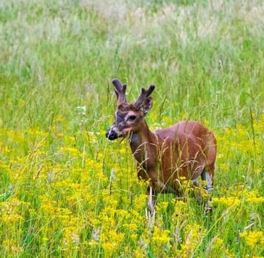 Great smoky mountains national park
