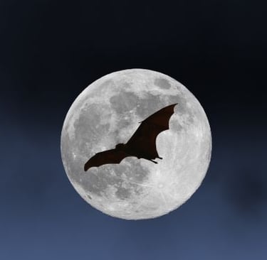 a bat flying in the light of the moon