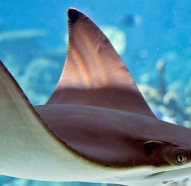a stingper fish in the ocean with a fish in the background