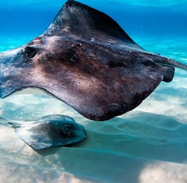Two stingrays swimming over a sandy seabed in clear turquoise ocean water.