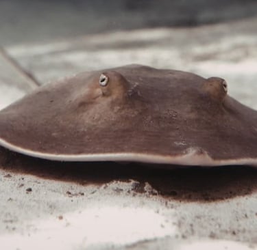 A brown stingray resting on the sandy ocean floor in a saltwater aquarium.