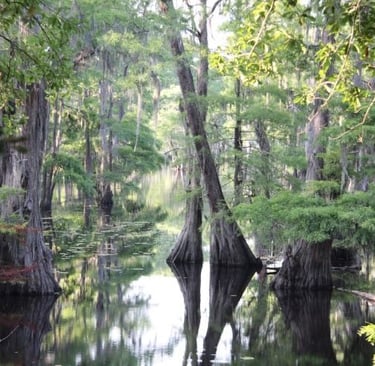 a river with trees and water in the foreground