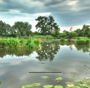 Louisiana - a pond with lily pads and lily pads