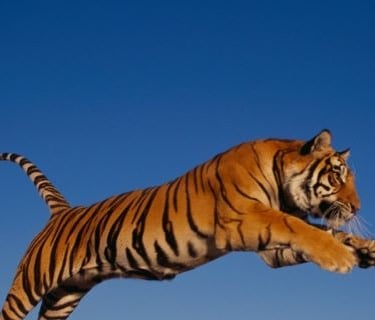 a tiger leaping into the air with a blue sky in the background