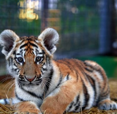 A Siberian tiger cub with orange and black stripes lying on straw in an enclosure.